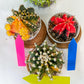 Gymnocalycium Mihanovichii Var (#G2A) | Imported From Taiwan | 3' Pot