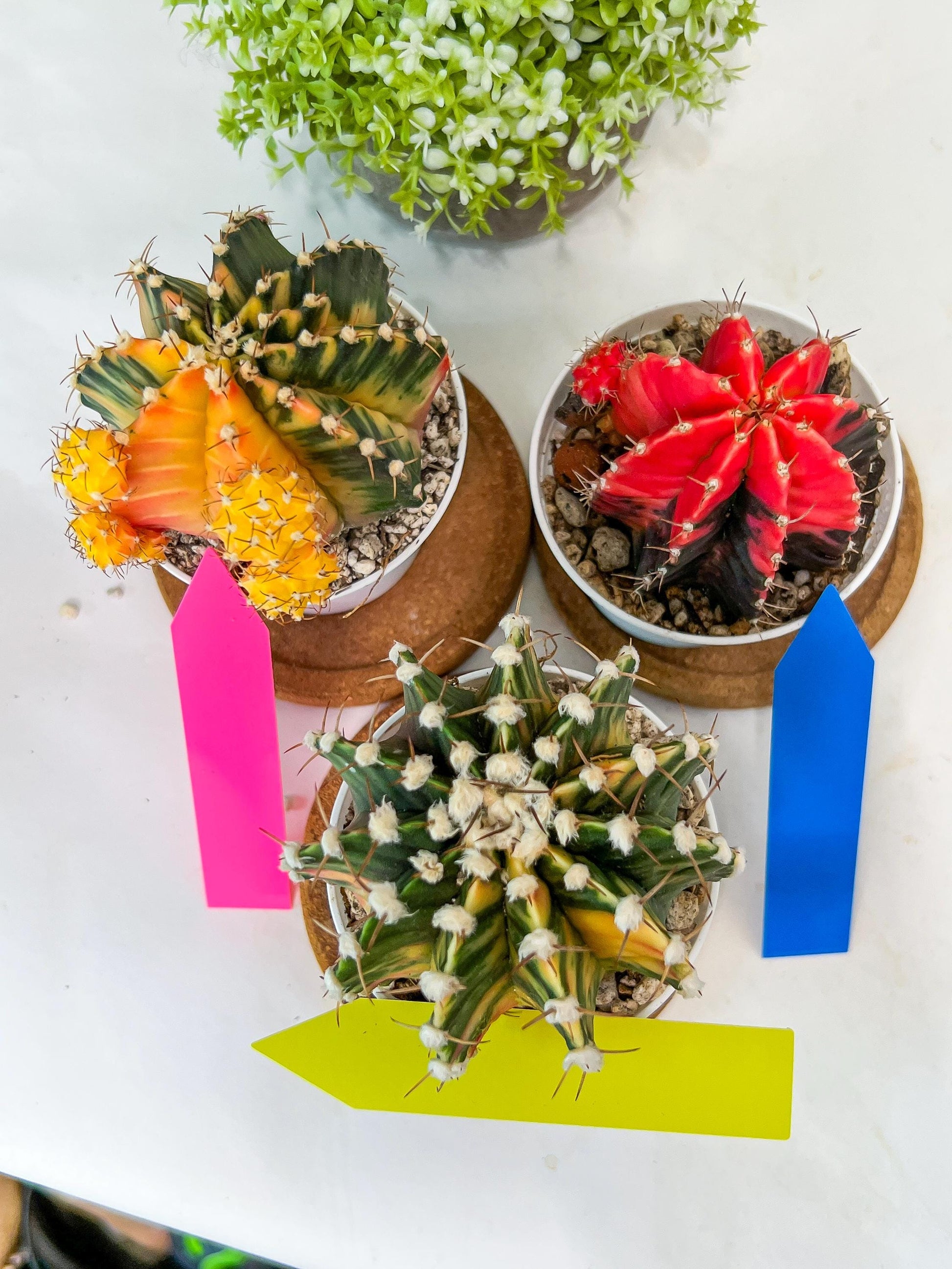 Gymnocalycium Mihanovichii Var (#G2A) | Imported From Taiwan | 3' Pot