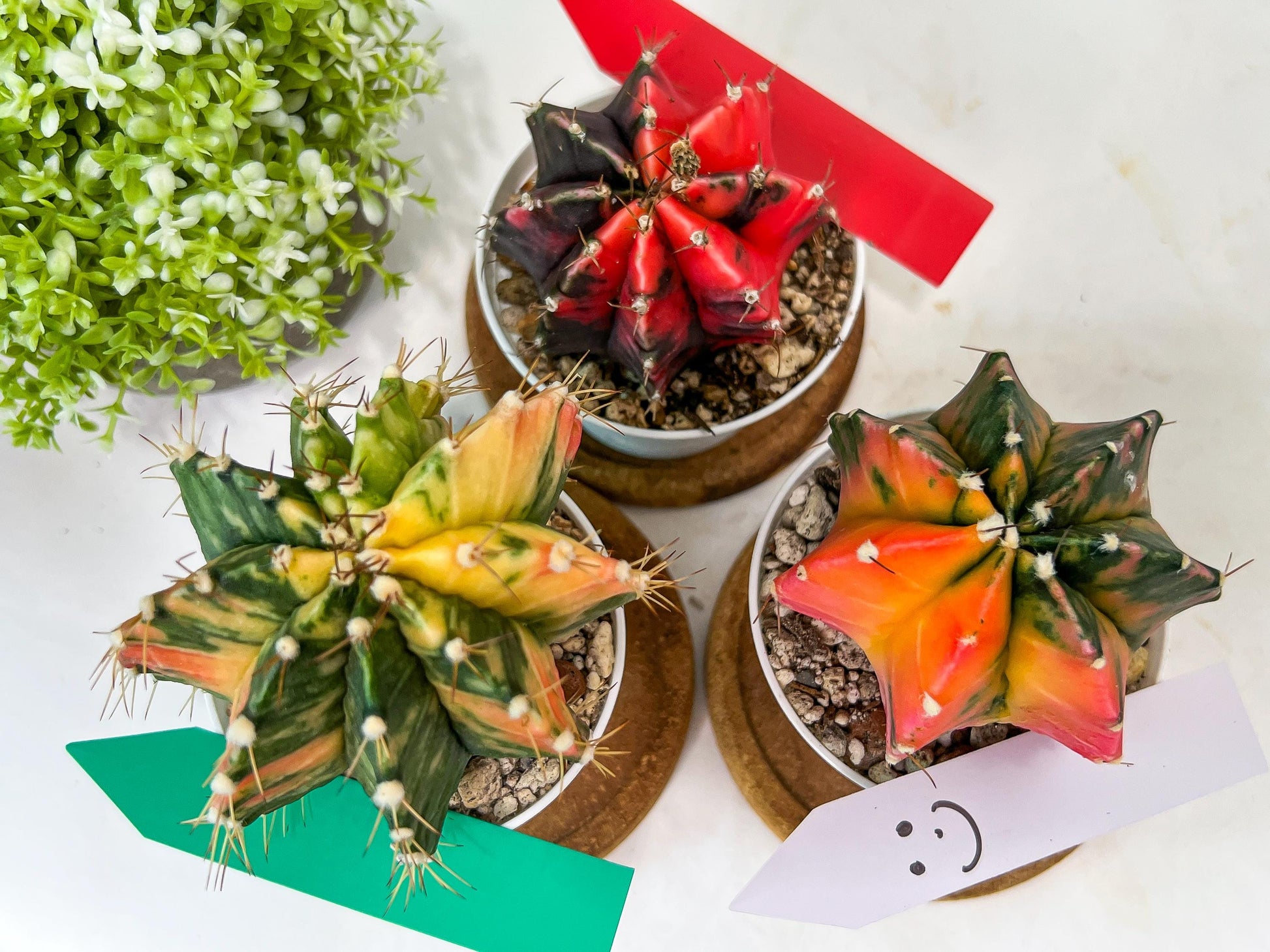 Gymnocalycium Mihanovichii Var (#G2A) | Imported From Taiwan | 3' Pot
