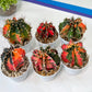 Gymnocalycium Mihanovichii Var (#G2B) | Imported From Taiwan | 3' Pot