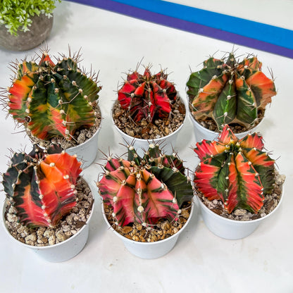 Gymnocalycium Mihanovichii Var (#G2B) | Imported From Taiwan | 3' Pot