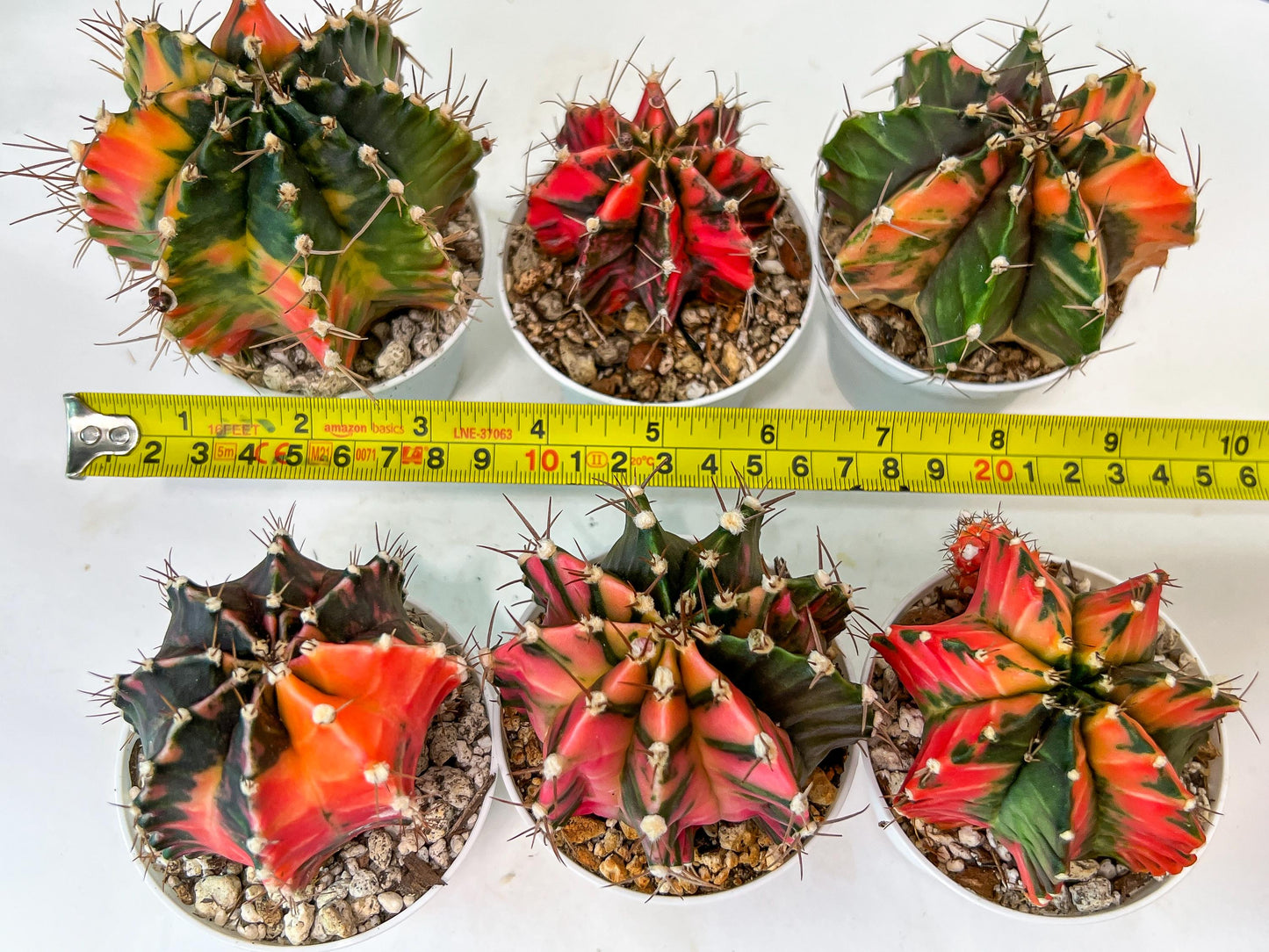 Gymnocalycium Mihanovichii Var (#G2B) | Imported From Taiwan | 3' Pot