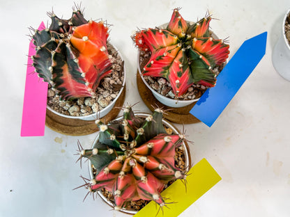 Gymnocalycium Mihanovichii Var (#G2B) | Imported From Taiwan | 3' Pot