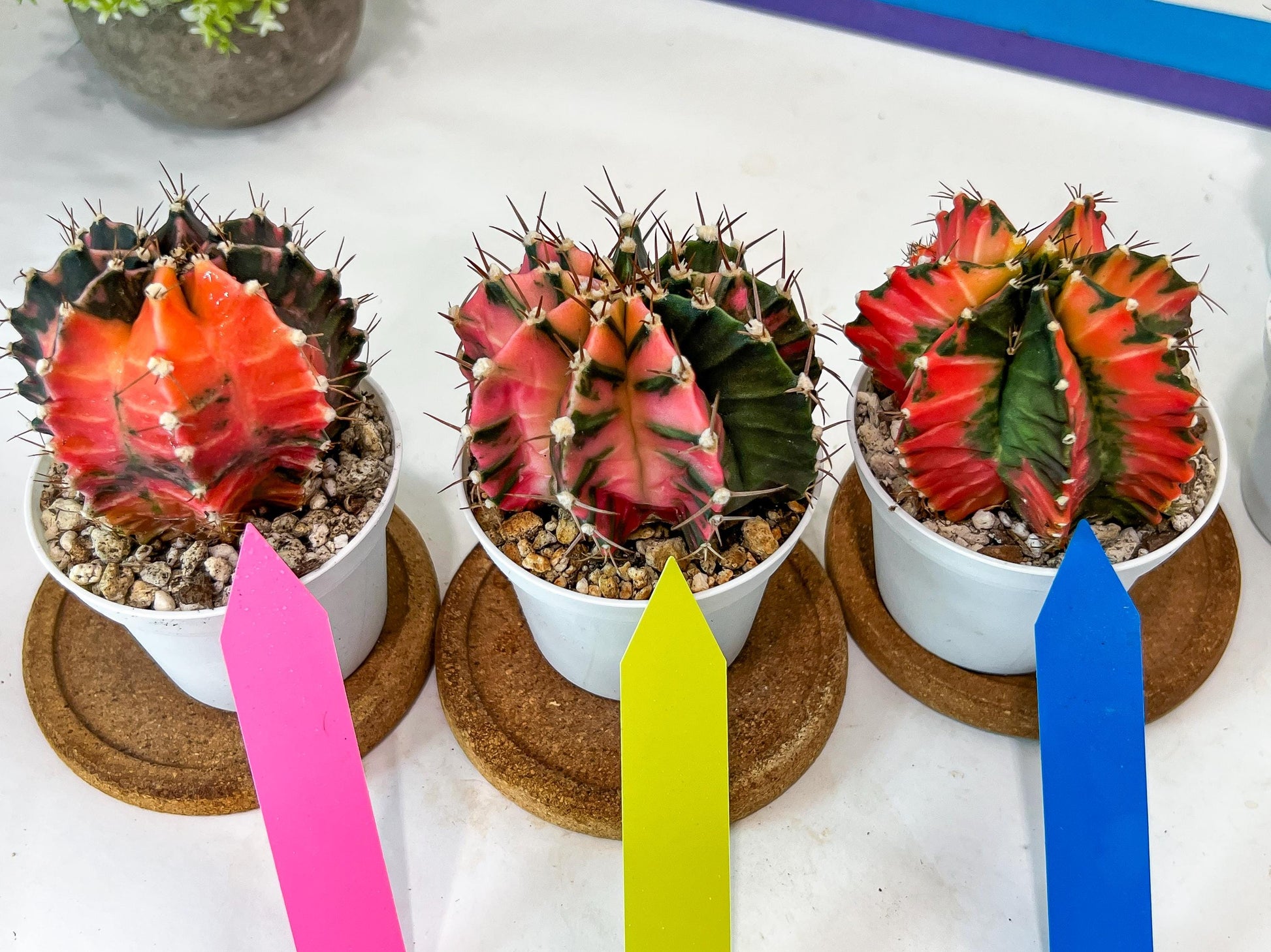 Gymnocalycium Mihanovichii Var (#G2B) | Imported From Taiwan | 3' Pot