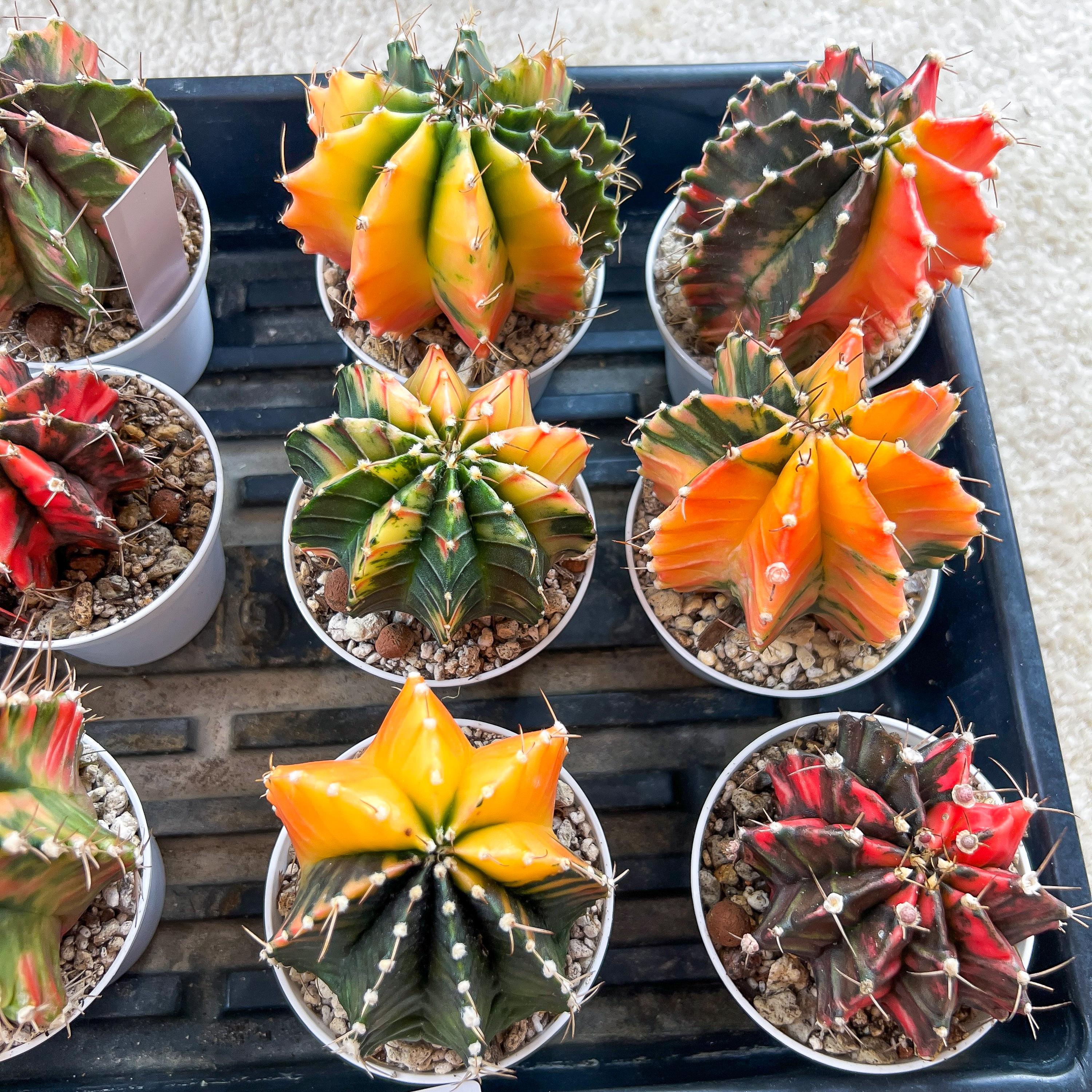 Gymnocalycium Mihanovichii Var (#G2C) | Imported From Taiwan | 3' Pot