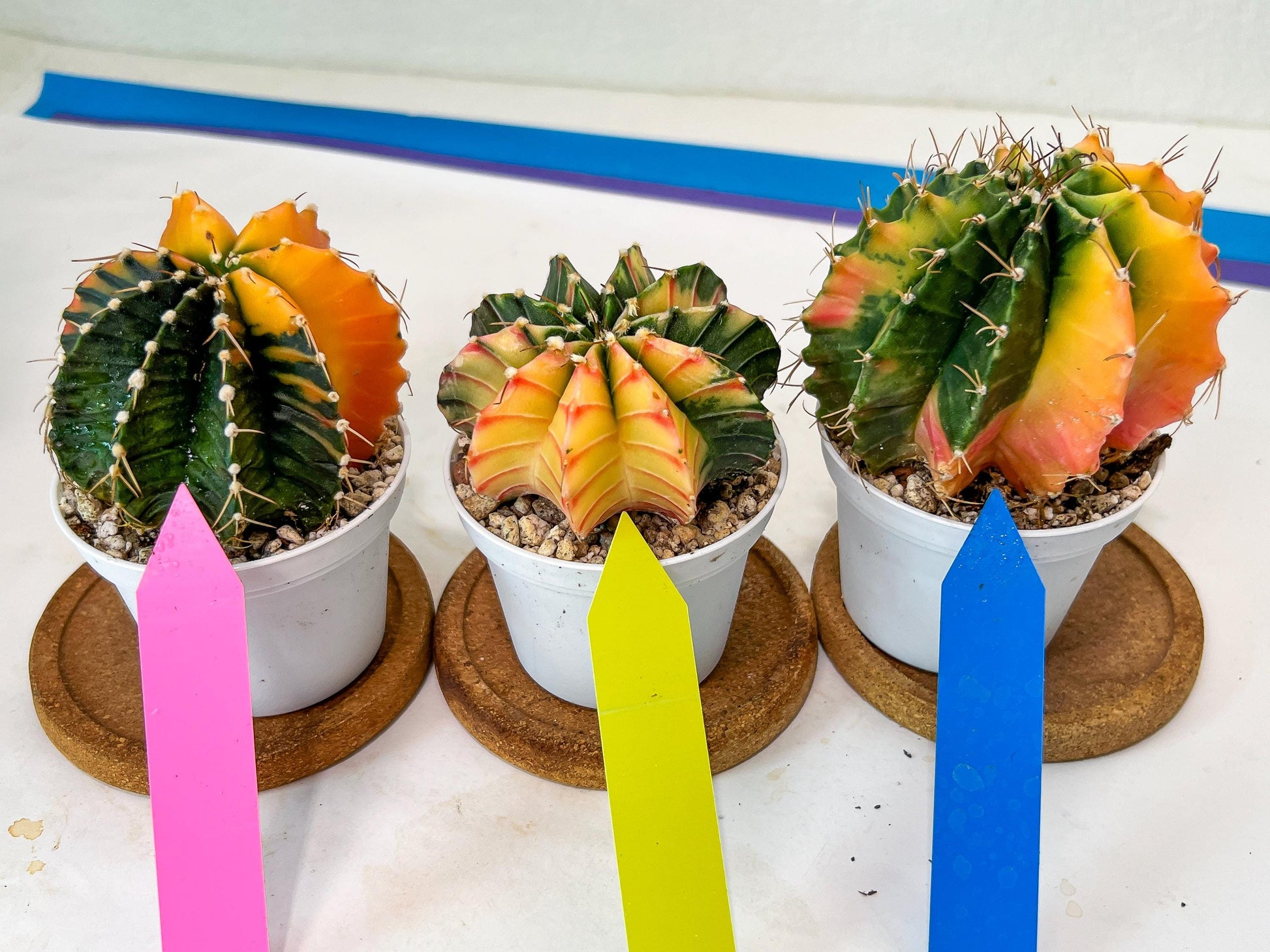 Gymnocalycium Mihanovichii Var (#G2C) | Imported From Taiwan | 3' Pot