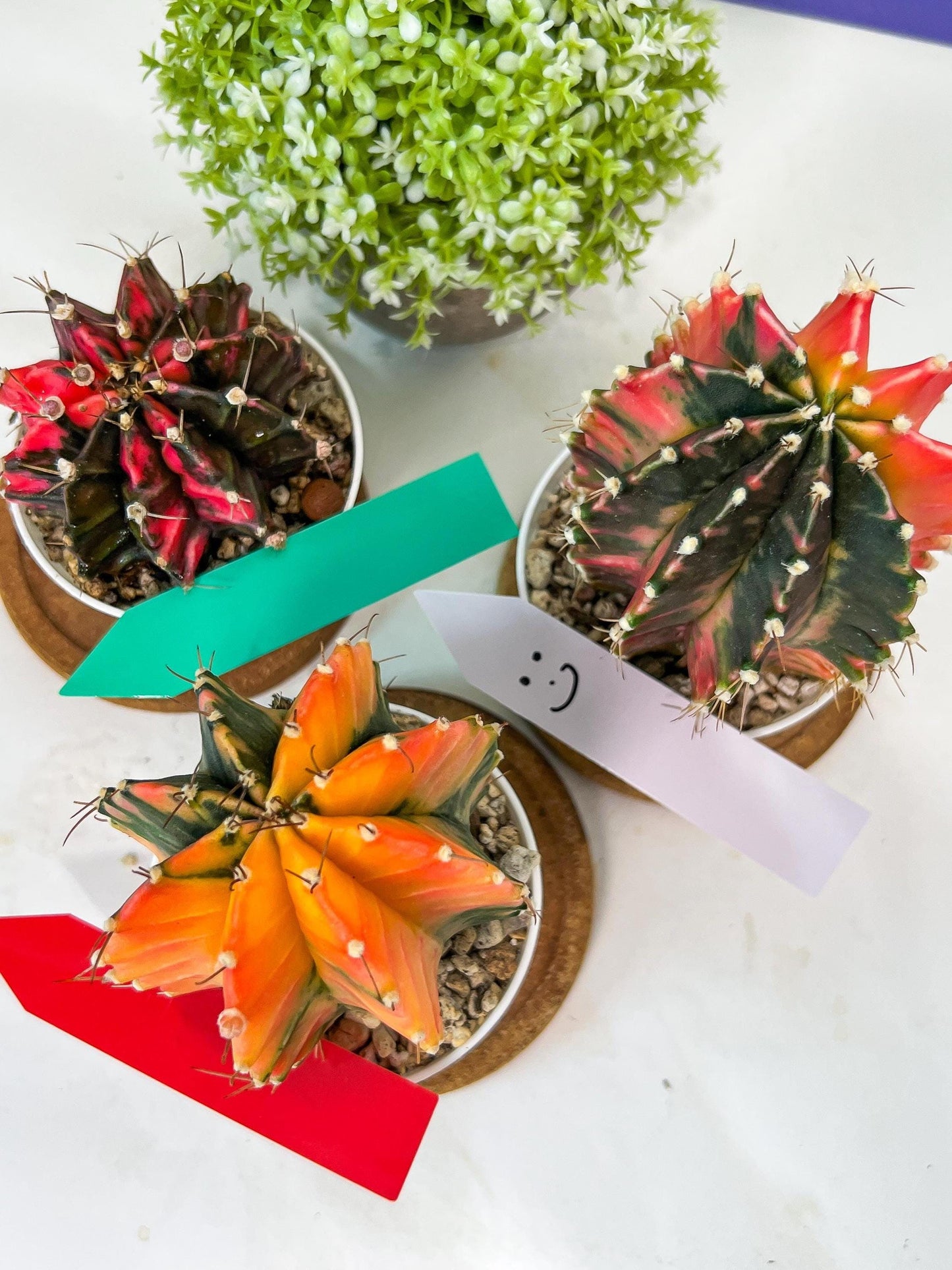 Gymnocalycium Mihanovichii Var (#G2C) | Imported From Taiwan | 3' Pot