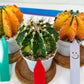 Gymnocalycium Mihanovichii Var (#G3A) | Imported From Taiwan | 3' Pot