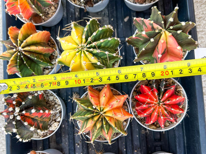 Gymnocalycium Mihanovichii Var (#G3B) | Imported From Taiwan | 3' Pot
