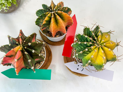 Gymnocalycium Mihanovichii Var (#G3B) | Imported From Taiwan | 3' Pot