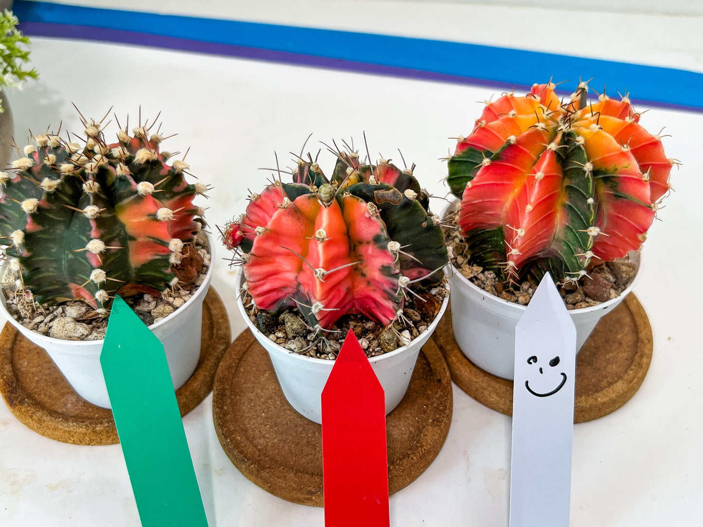 Gymnocalycium Mihanovichii Var (#G3C) | Imported From Taiwan | 3' Pot