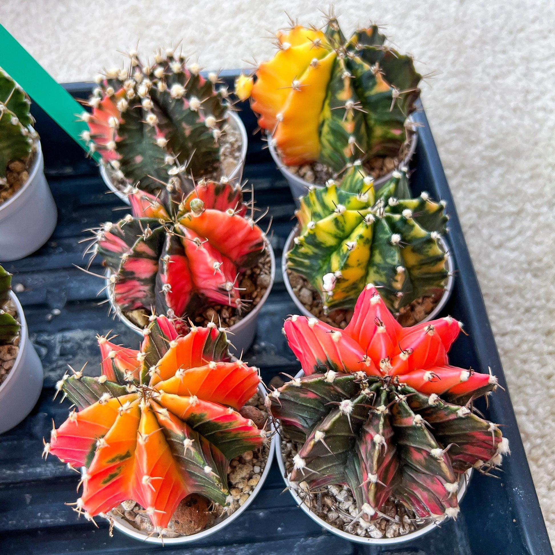 Gymnocalycium Mihanovichii Var (#G3C) | Imported From Taiwan | 3' Pot
