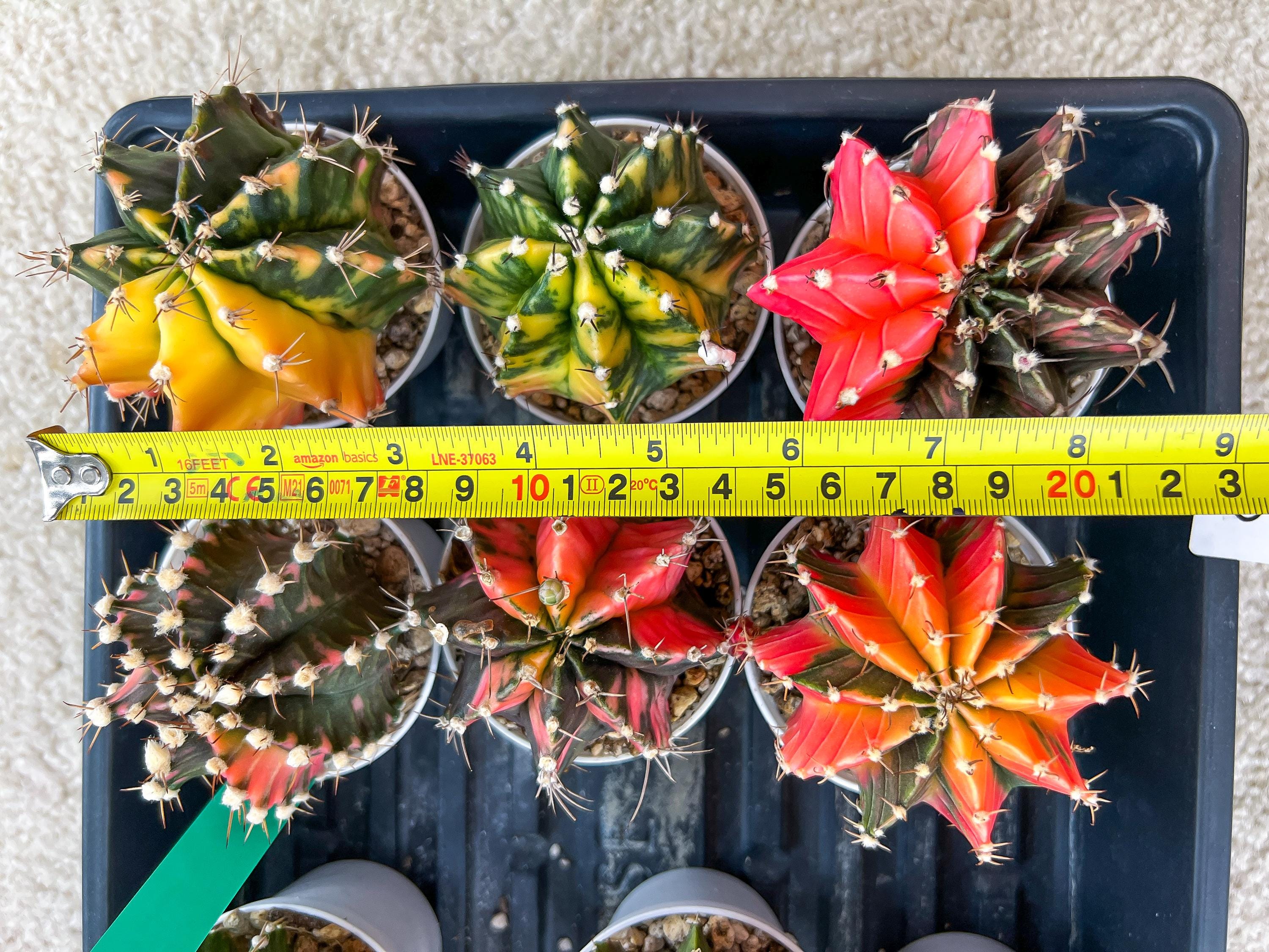 Gymnocalycium Mihanovichii Var (#G3C) | Imported From Taiwan | 3' Pot
