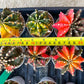 Gymnocalycium Mihanovichii Var (#G3C) | Imported From Taiwan | 3' Pot