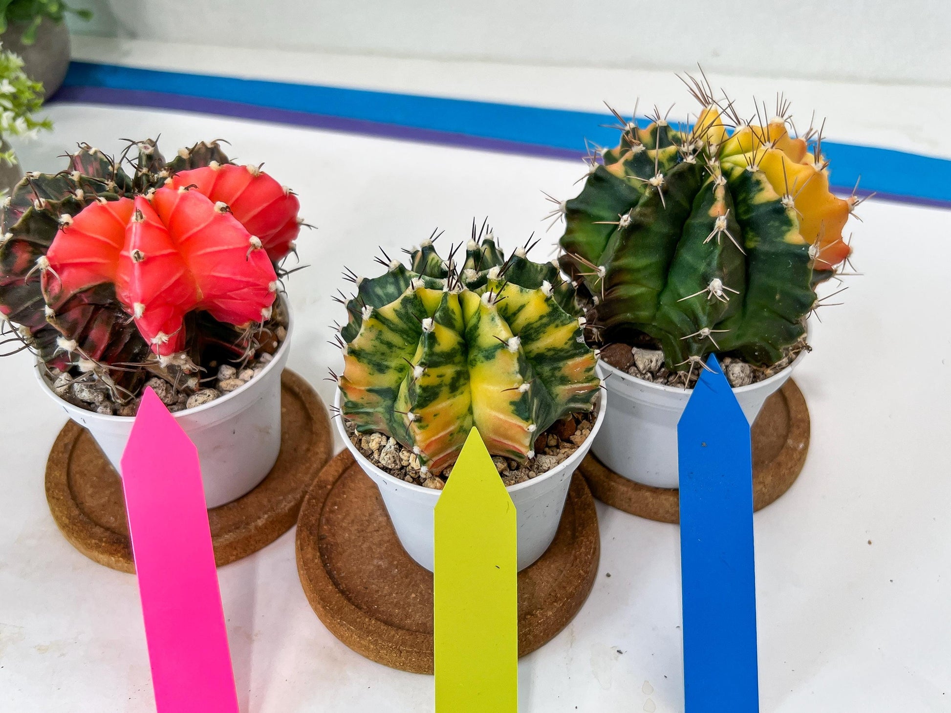 Gymnocalycium Mihanovichii Var (#G3C) | Imported From Taiwan | 3' Pot
