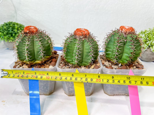 Cereus Geometrizans Matanzanus | Turks Cap Cactus | Melon Cactus