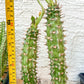 Eupho Viguieri var. Ankarafantsiensis | Imported plants