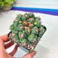 Coryphantha Elephantidens Var. Tanshi | Rare Cactus | Very Rare Import