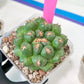 Coryphantha Elephantidens Var. Tanshi | Rare Cactus | Very Rare Import