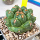 Coryphantha Elephantidens Var. Tanshi | Rare Cactus | Very Rare Import