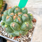 Coryphantha Elephantidens Var. Tanshi | Imported Cactus | Rare Succulent