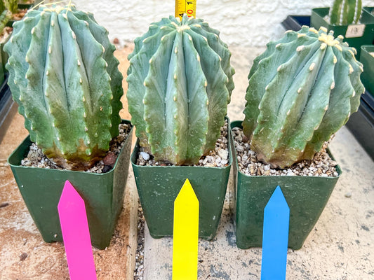 Ferocactus glaucescens inermis | Imported Plants | 5Inch tall