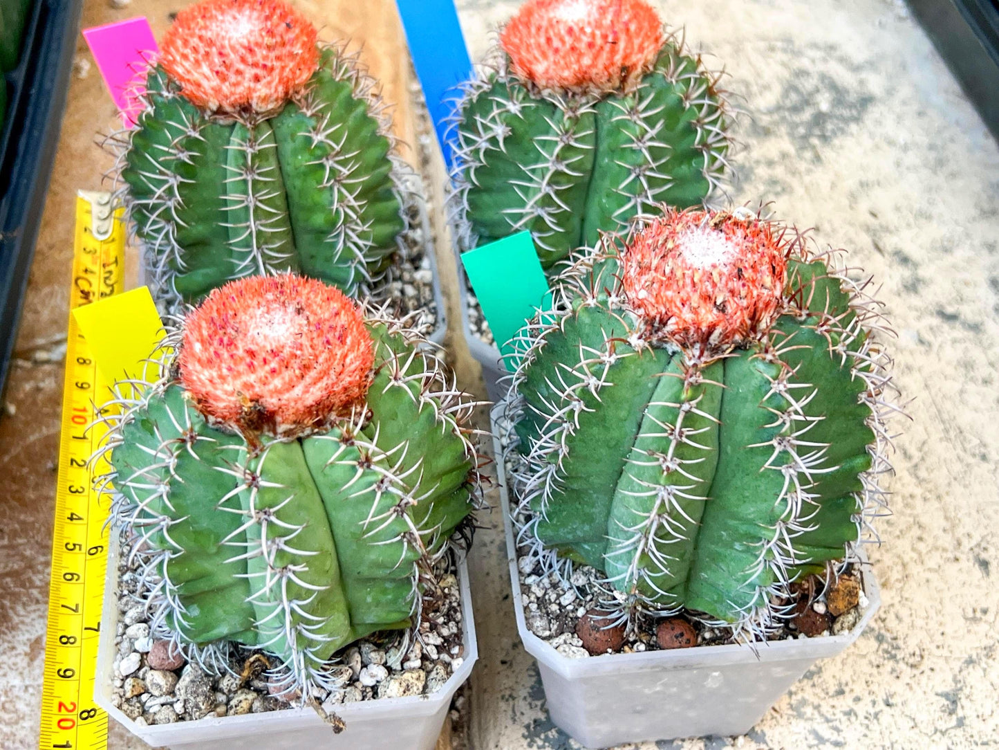 Turk's Cap Cactus - Melocactus curvispinus | Imported Cactus