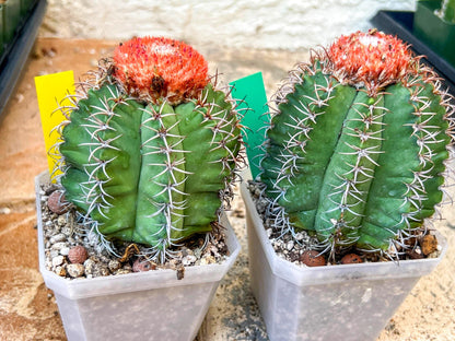 Turk's Cap Cactus - Melocactus curvispinus | Imported Cactus