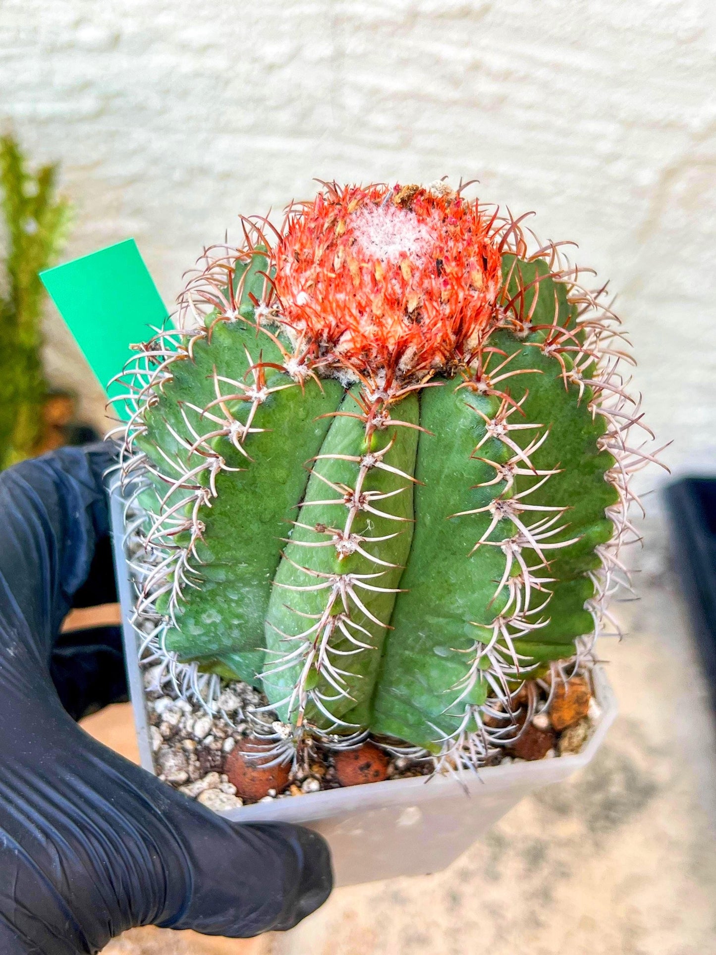 Turk's Cap Cactus - Melocactus curvispinus | Imported Cactus