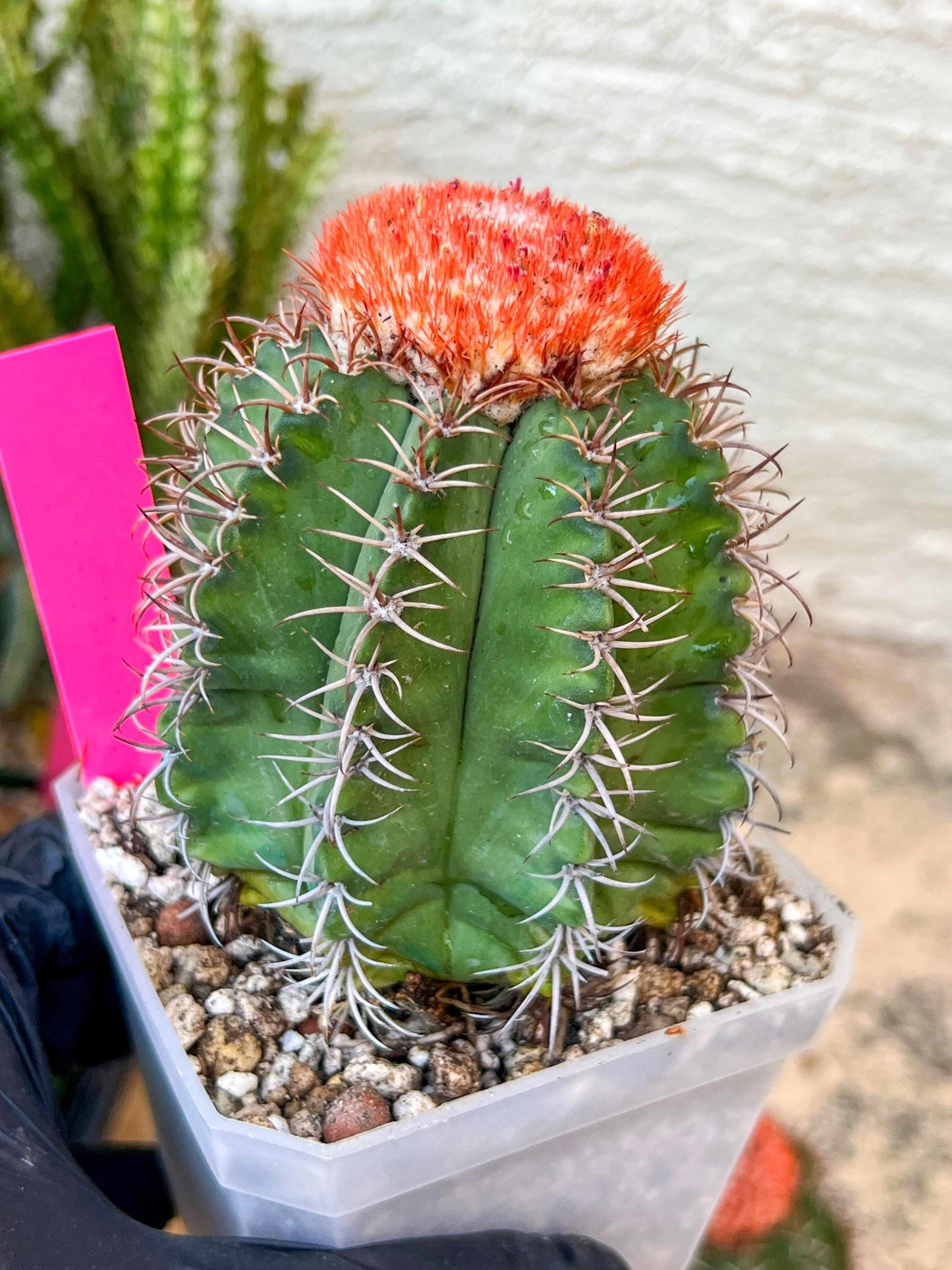 Turk's Cap Cactus - Melocactus curvispinus | Imported Cactus