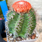 Turk's Cap Cactus - Melocactus curvispinus | Imported Cactus