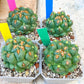 Coryphantha Elephantidens Var. Tanshi | Imported Cactus | Rare Succulent