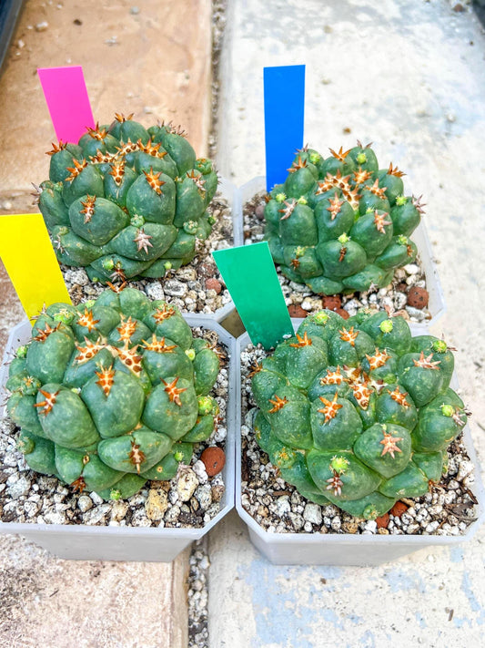 Coryphantha Elephantidens Var. Tanshi | Imported Cactus | Rare Succulent