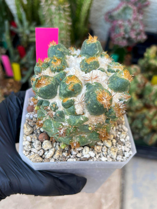 Coryphantha Elephantidens Thorn Crested | Imported Cactus | Rare Succulent