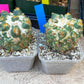 Coryphantha Elephantidens Thorn Crested | Imported Cactus | Rare Succulent