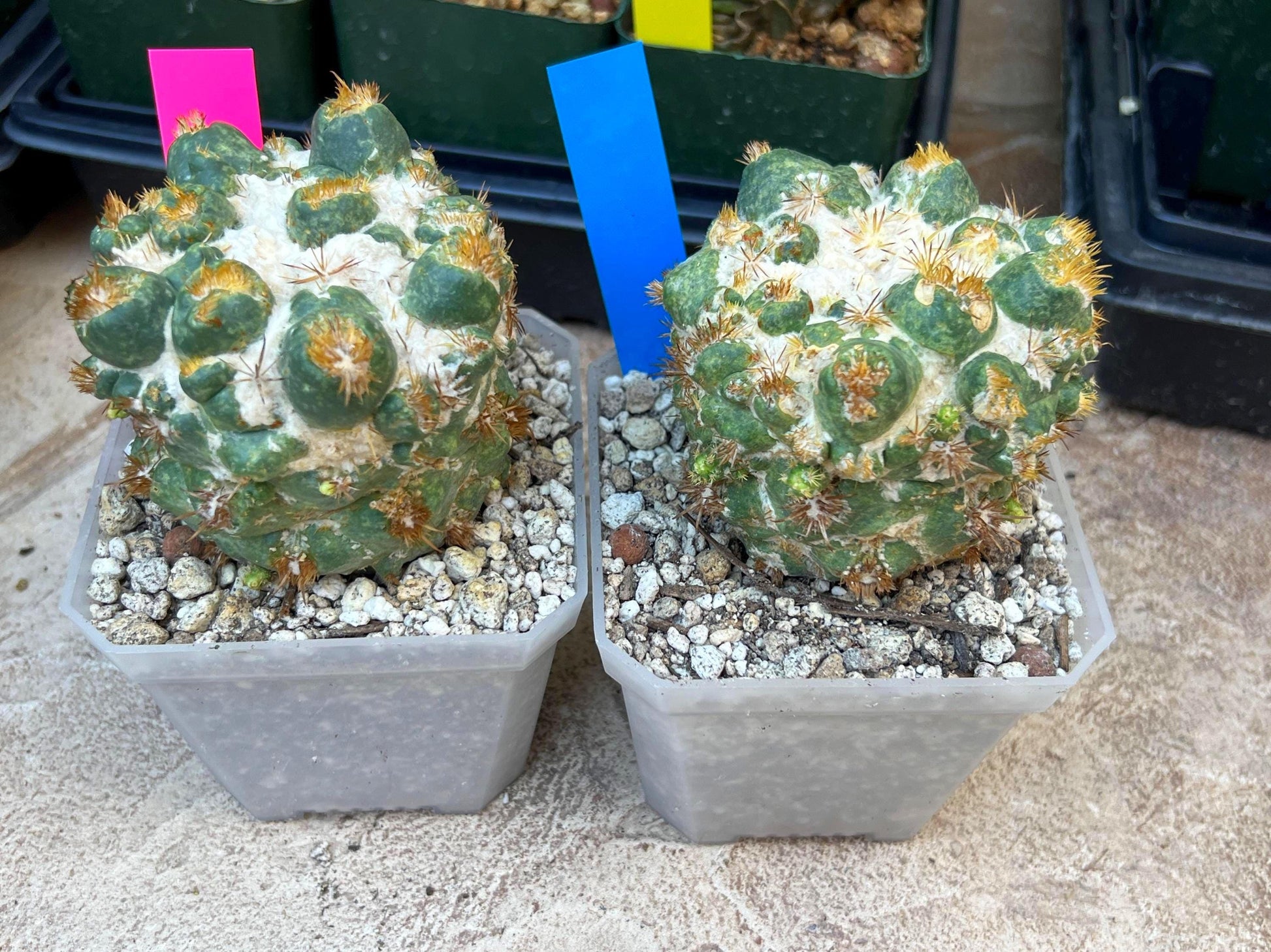 Coryphantha Elephantidens Thorn Crested | Imported Cactus | Rare Succulent