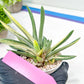 Gasteria Hybrid Vilansii | Imported Succulent | rare species