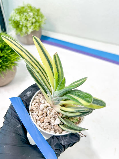Gasteria Hybrid Vilansii | Imported Succulent | rare species