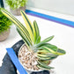 Gasteria Hybrid Vilansii | Imported Succulent | rare species