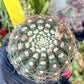 Notocactus Uebelmannianus | Rare succulent | 3.5" Planter