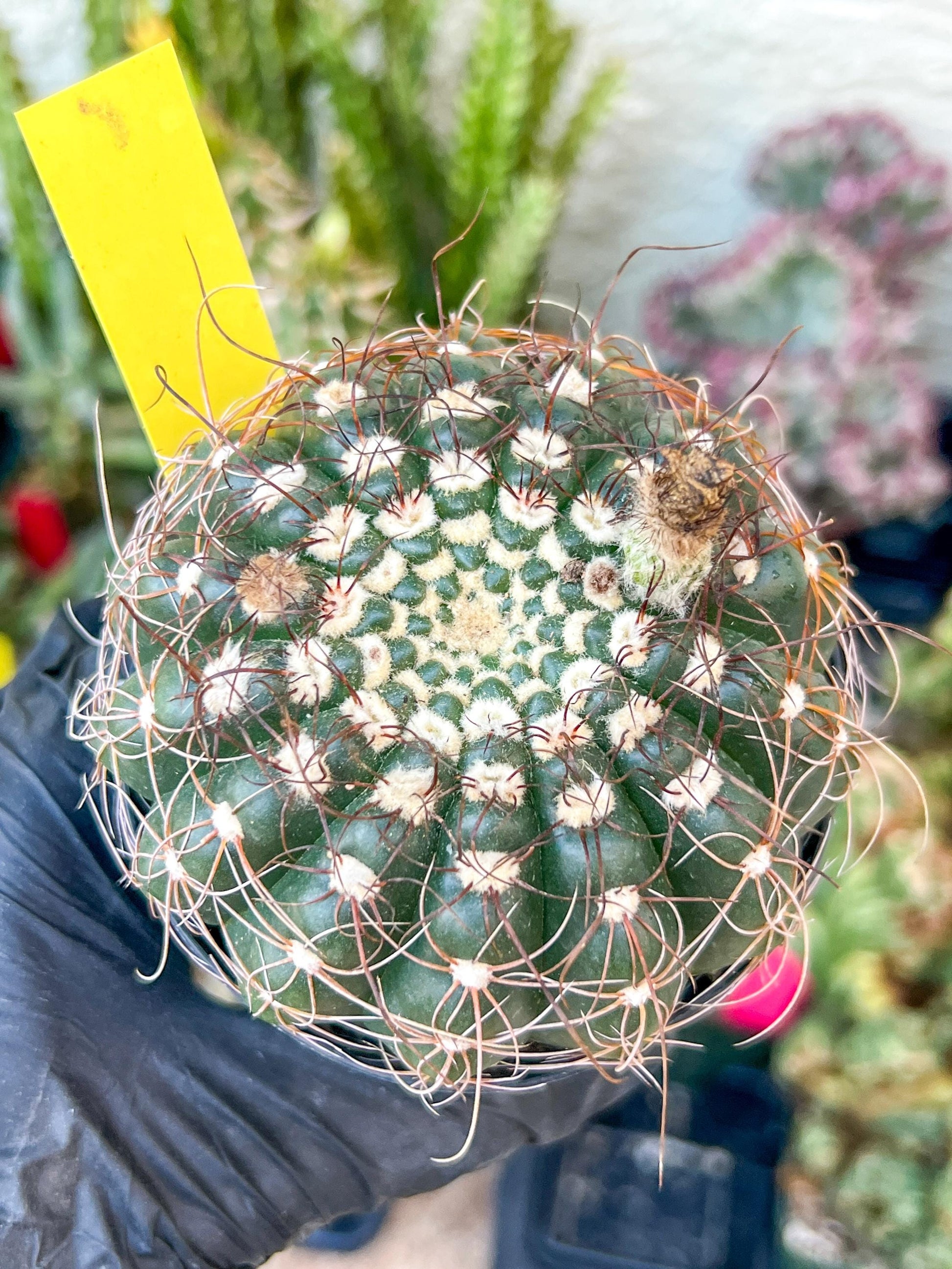 Notocactus Uebelmannianus | Rare succulent | 3.5" Planter