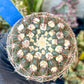 Notocactus Uebelmannianus | Rare succulent | 3.5" Planter