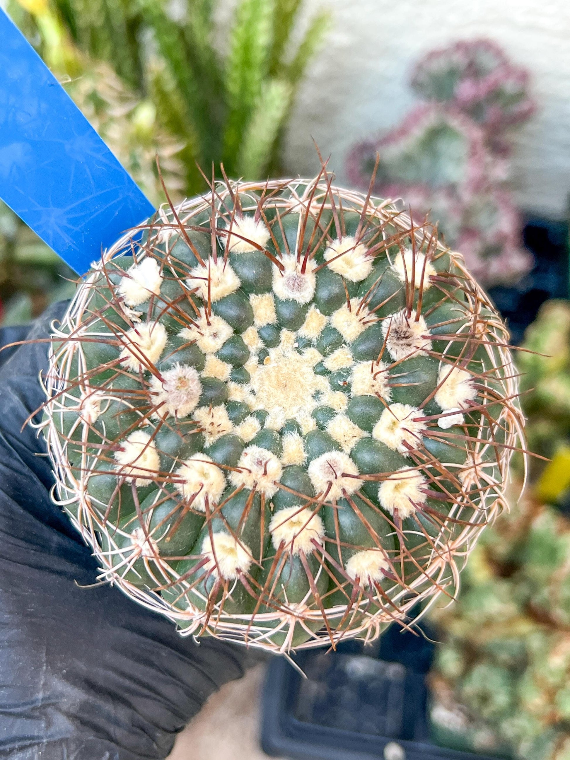Notocactus Uebelmannianus | Rare succulent | 3.5" Planter