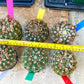 Notocactus Uebelmannianus | Rare succulent | 3.5" Planter