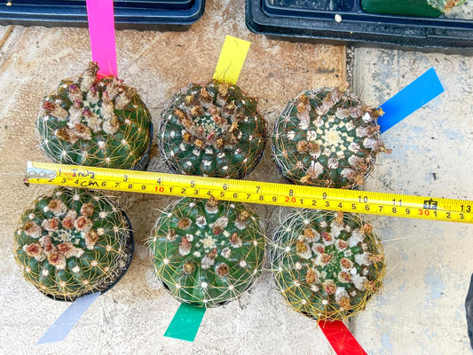 Notocactus Uebelmannianus | Rare succulent | 3.5" Planter