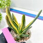 Gasteria Ferucossa Variegated | Imported Succulent