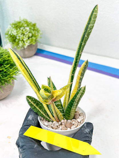 Gasteria Ferucossa Variegated | Imported Succulent