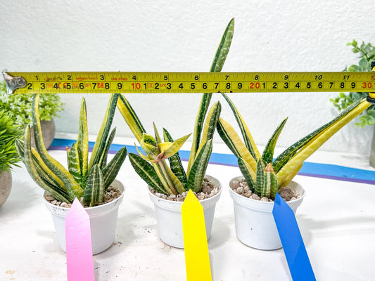 Gasteria Ferucossa Variegated | Imported Succulent