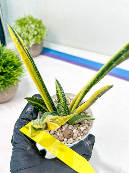 Gasteria Ferucossa Variegated | Imported Succulent