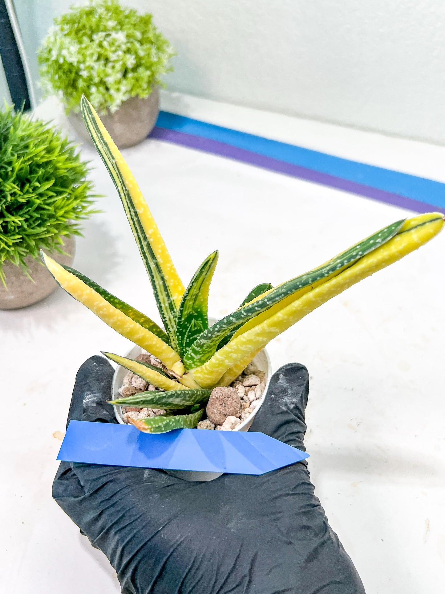 Gasteria Ferucossa Variegated | Imported Succulent
